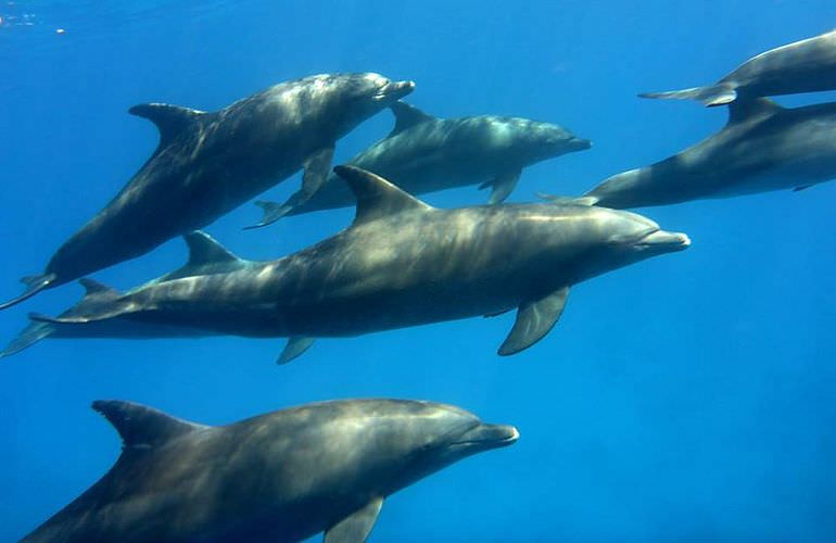 Delfinschwimmen in El Quseir- Begegnung mit Delfinen in freier Wildbahn