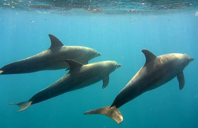 2-tägiger Schnorchelausflug zum Sataya Dolphin Reef von El Quseir