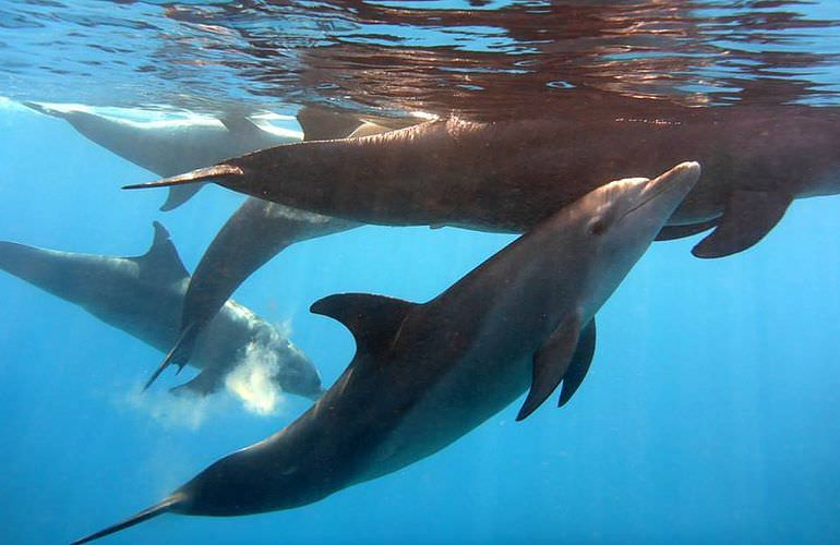 Delfin Tour in El Quseir - Schwimmen mit freilebenden Delfinen