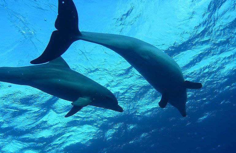 Schnorchelausflug zum Sataya Dolphin Reef von El Quseir aus