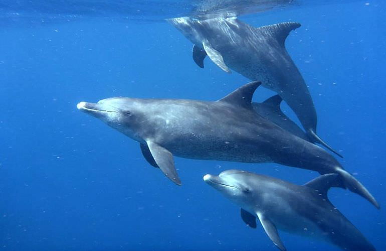 Delfinschwimmen in El Quseir- Begegnung mit Delfinen in freier Wildbahn