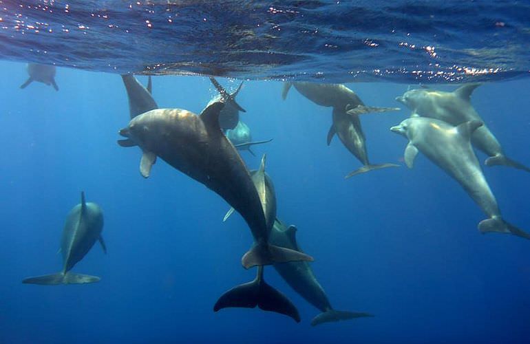 Dolphin House Reef - Ganztägiger Schnorchelausflug ab El Quseir 