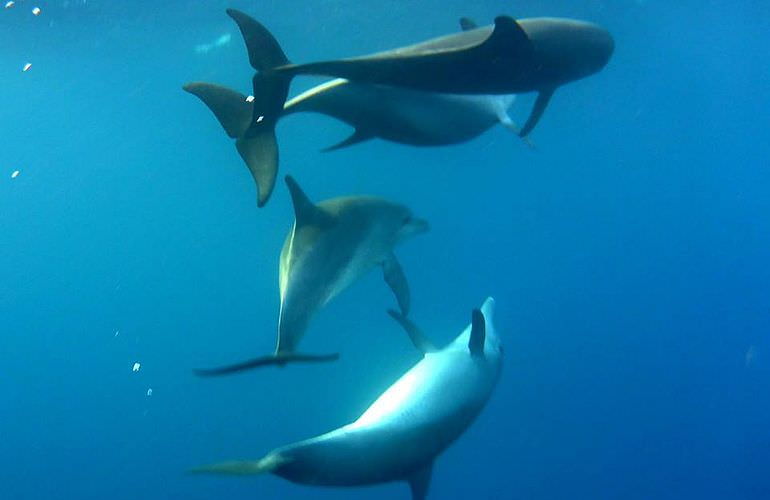 2-tägiger Schnorchelausflug zum Sataya Dolphin Reef von El Quseir