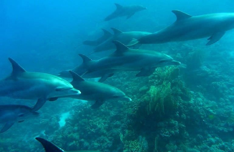 Delfin Tour in El Quseir - Schwimmen mit freilebenden Delfinen