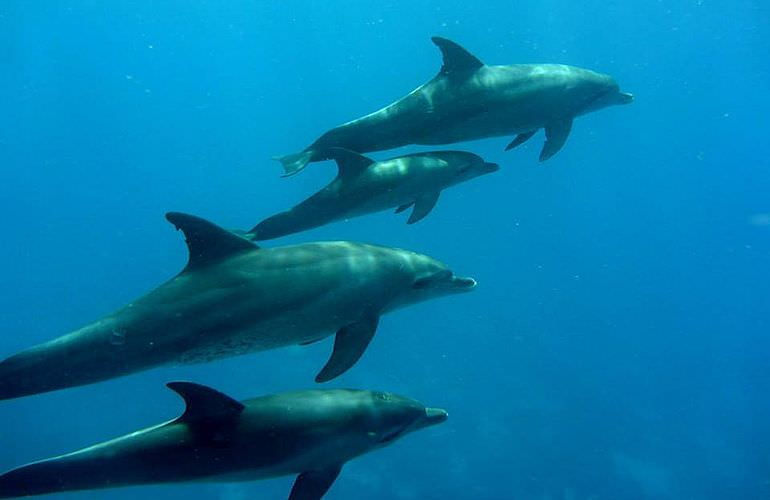 Schnorchelausflug zum Sataya Dolphin Reef von El Quseir aus