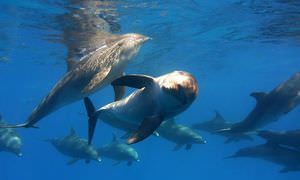 Sataya Dolphin Reef - Ausflug zum Schnorcheln ab El Quseir