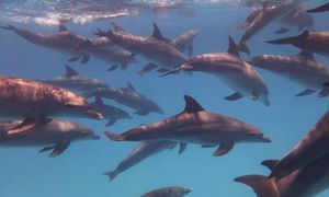 Delfin Tour ab El Quseir - Schwimmen mit freilebenden Delfinen