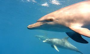 2-tägiger Schnorchelausflug zum Sataya Dolphin Reef von El Quseir