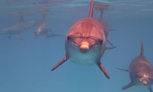 Delfinschwimmen ab El Quseir- Begegnung mit Delfinen in freier Wildbahn