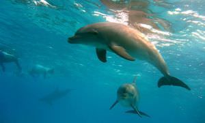 Schnorchelausflug zum Sataya Dolphin Reef von El Quseir 