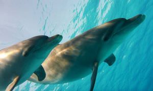 Schnorcheln Dolphin House & Ganztägiger Bootsausflug ab El Quseir 