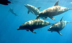 Dolphin House Reef - Ganztägiger Schnorchelausflug ab El Quseir 