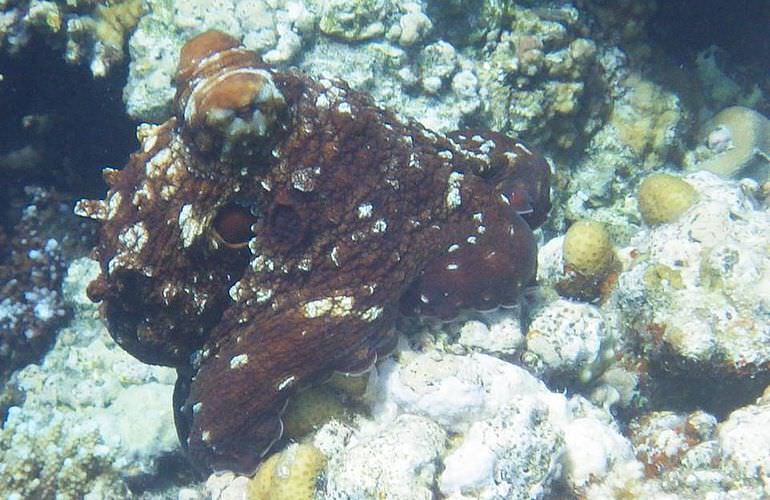 Schnorchelausflug zur Marsa Mubarak Bucht von El Quseir aus