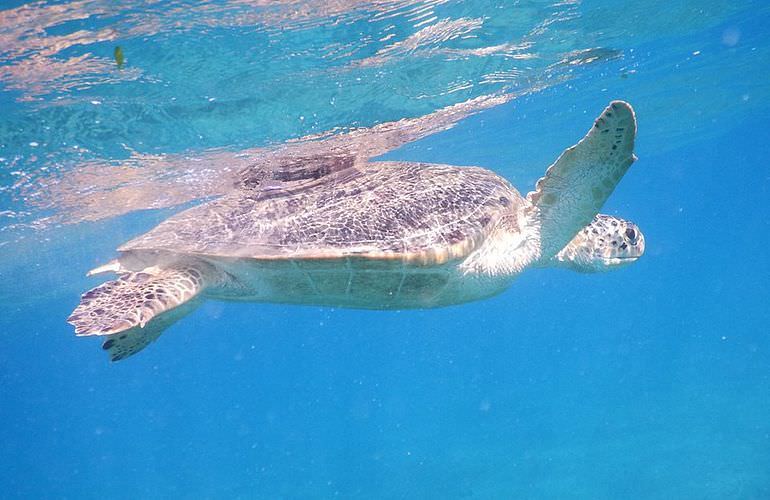 Schnorcheln mit Schildkröten in Marsa Mubarak - Ausflug ab El Quseir