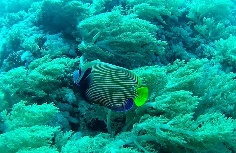 Schnorcheln mit Schildkröten in Marsa Mubarak - Ausflug ab El Quseir