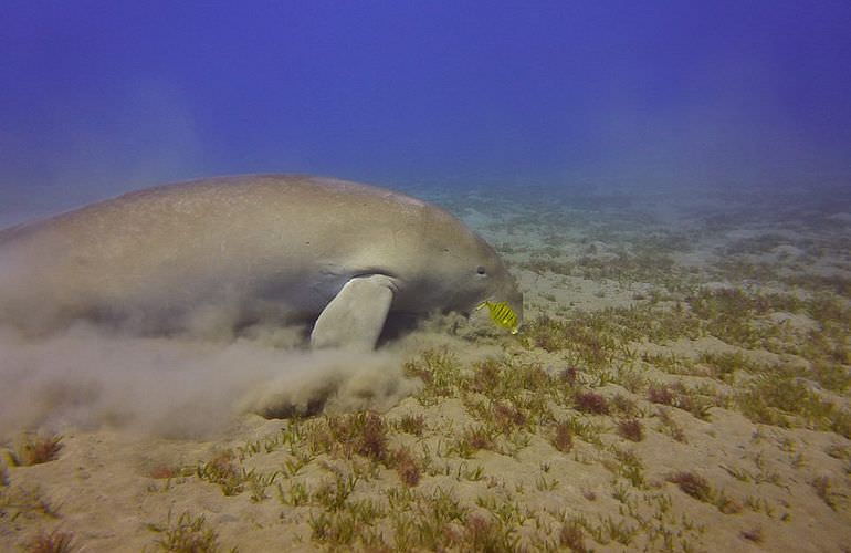 Schnorcheln mit Schildkröten in Marsa Mubarak - Ausflug ab El Quseir