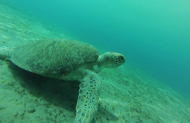 Schnorchelausflug zur Marsa Mubarak Bucht von El Quseir aus