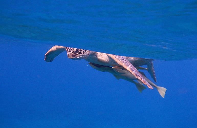 Schnorcheln mit Schildkröten in Marsa Mubarak - Ausflug ab El Quseir