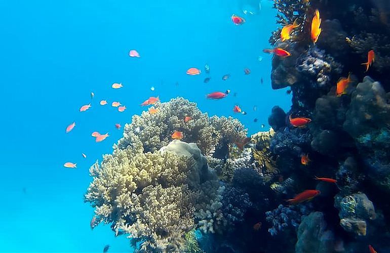 Schnorcheln mit Schildkröten in Marsa Mubarak - Ausflug ab El Quseir