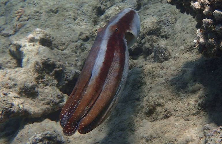 Schnorcheln in der Marsa Mubarak Bucht - Ausflug ab El Quseir