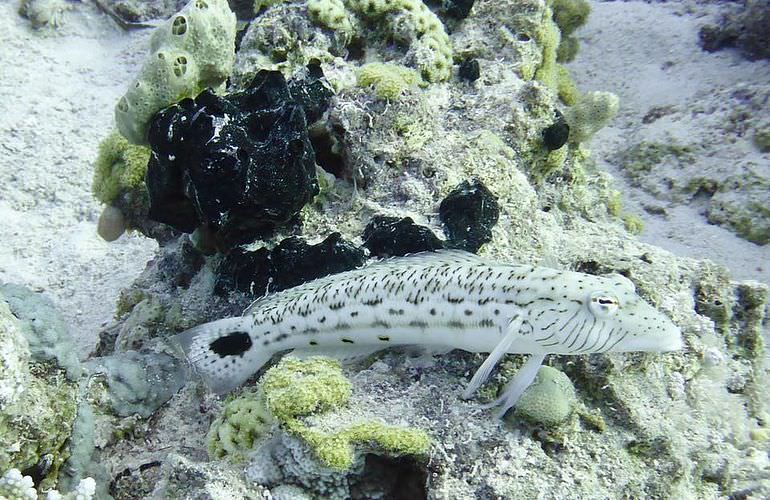 Schnorcheln mit Schildkröten in Marsa Mubarak - Ausflug ab El Quseir