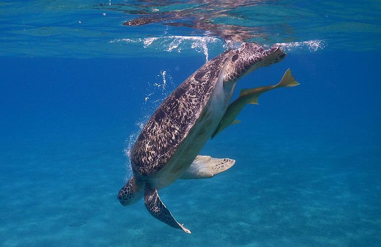 Schnorcheln mit Schildkröten in Marsa Mubarak - Ausflug ab El Quseir