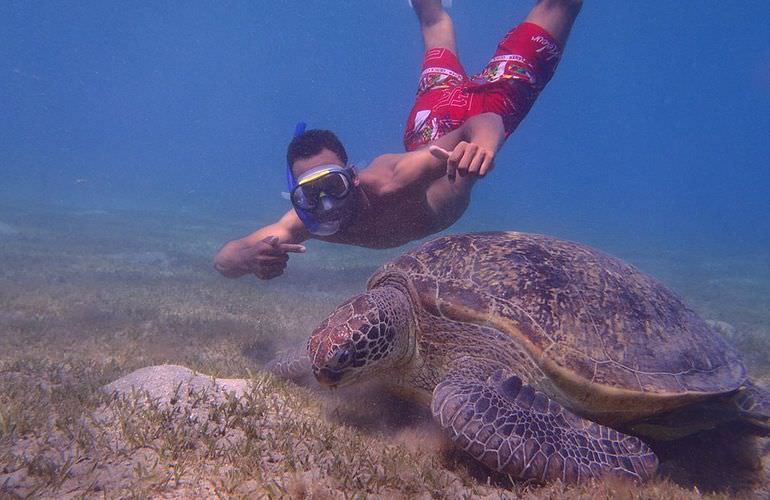 Schnorcheln mit Schildkröten in Marsa Mubarak - Ausflug ab El Quseir