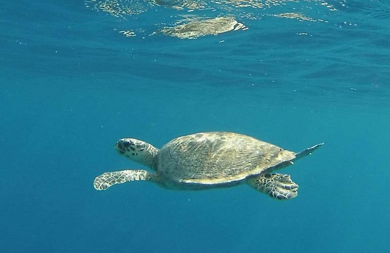 Schnorcheln in der Marsa Mubarak Bucht - Ausflug ab El Quseir