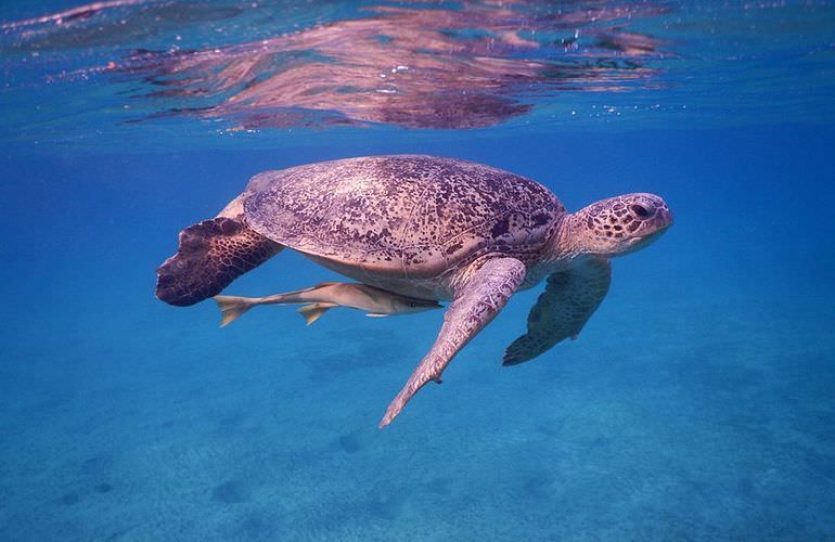 Schnorcheln mit Schildkröten in Marsa Mubarak - Ausflug ab El Quseir