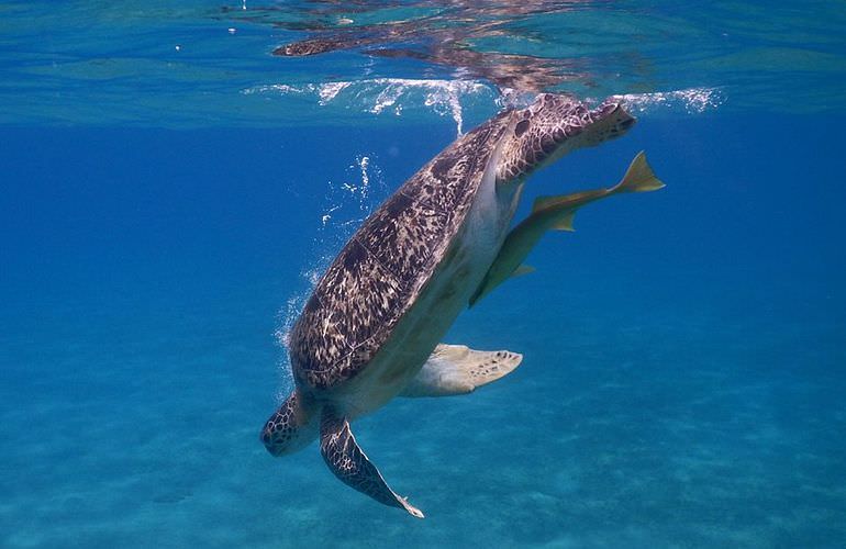 Schnorcheln mit Schildkröten in Marsa Mubarak - Ausflug ab El Quseir