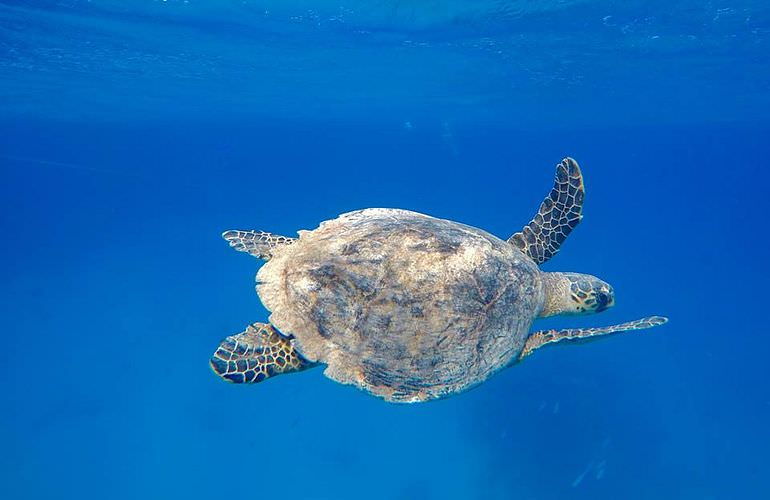 Schnorchelausflug zur Marsa Mubarak Bucht von El Quseir aus