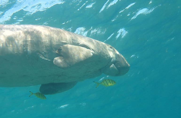 Schnorcheln mit Schildkröten in Marsa Mubarak - Ausflug ab El Quseir