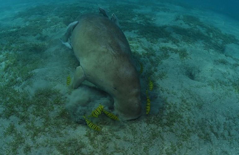 Schnorcheln mit Schildkröten in Marsa Mubarak - Ausflug ab El Quseir