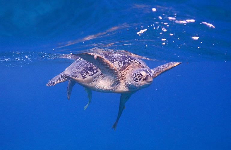 Schnorcheln mit Schildkröten in Marsa Mubarak - Ausflug ab El Quseir