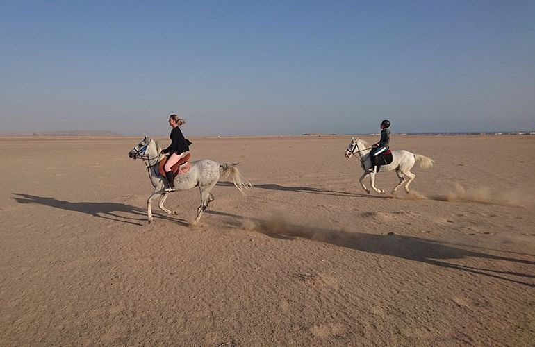 Pferde Reiten in El Quseir: Reiten am Strand oder in der Wüste