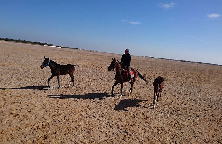 Pferde Reiten in El Quseir: Reiten am Strand oder in der Wüste