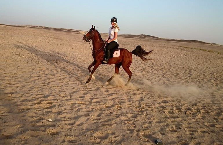 Pferde Reiten in El Quseir: Reiten am Strand oder in der Wüste