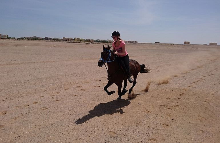 Pferde Reiten in El Quseir: Reiten am Strand oder in der Wüste