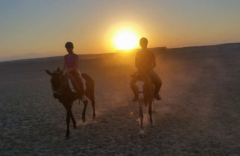 Pferde Reiten in El Quseir: Reiten am Strand oder in der Wüste