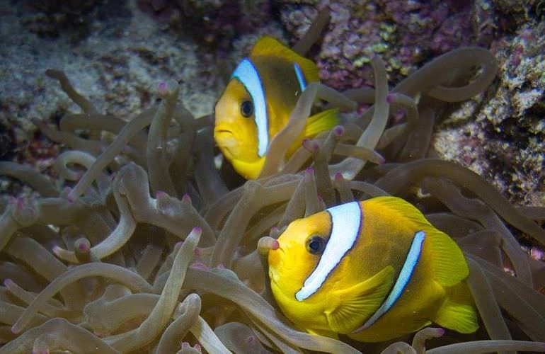 Qulaan Inseln in Marsa Alam - Schnorchelausflug ab El Quseir