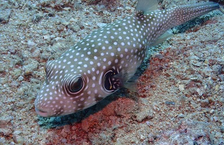 Qulaan Inseln in Marsa Alam - Schnorchelausflug ab El Quseir