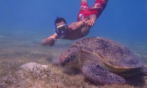 Schnorcheln mit Schildkröten in Marsa Mubarak - Ausflug ab El Quseir