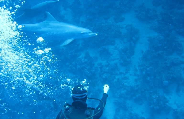 2-tägige Tauchsafari zum Sataya Dolphin Reef von El Quseir aus