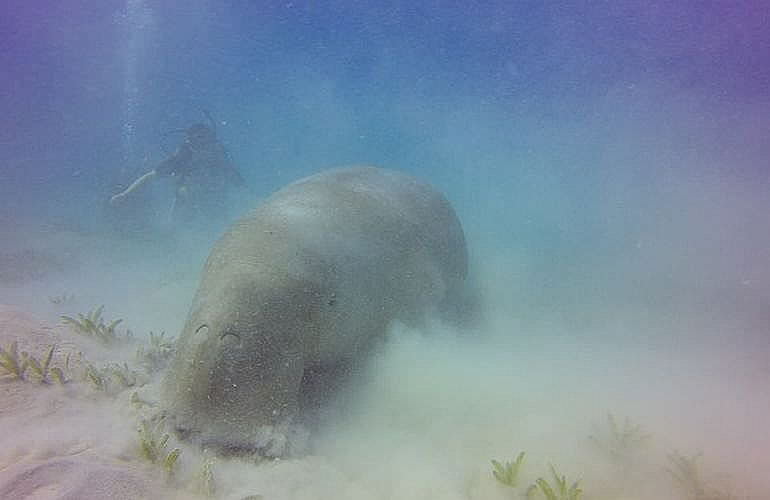 Fun Diving El Quseir - Ganztägige Tauchfahrt mit 2 Tauchgängen