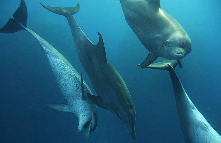 Fun Diving El Quseir - Ganztägige Tauchfahrt mit 2 Tauchgängen