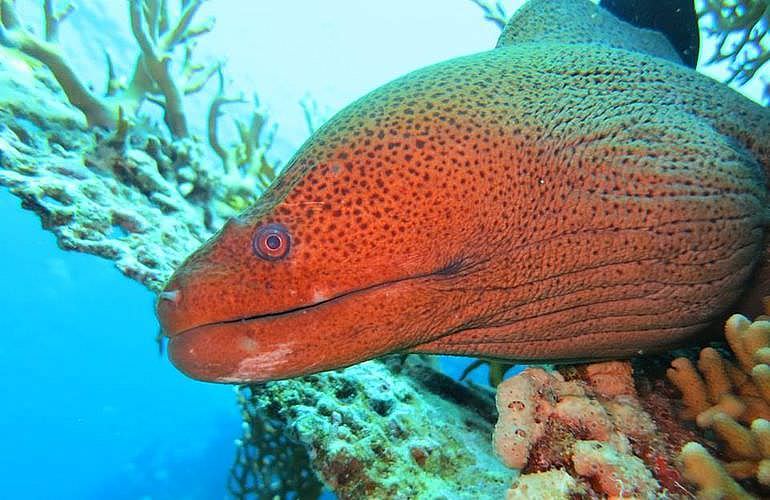 Fun Diving El Quseir - Ganztägige Tauchfahrt mit 2 Tauchgängen