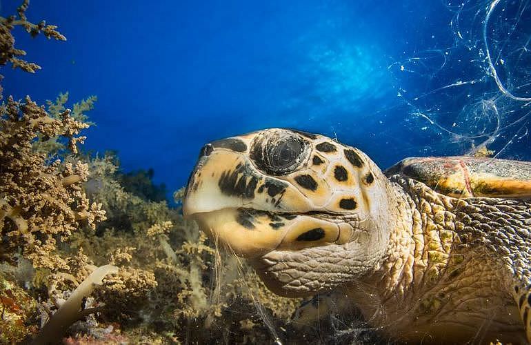 2-tägige Tauchsafari zum Sataya Dolphin Reef von El Quseir aus