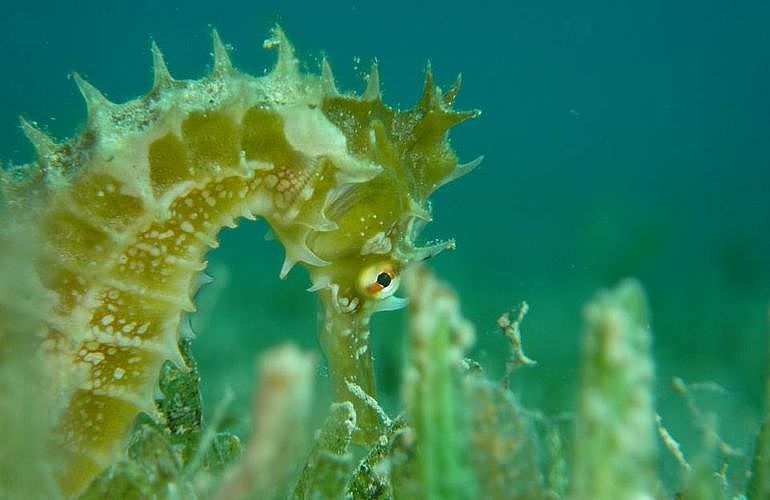 Fun Diving El Quseir - Ganztägige Tauchfahrt mit 2 Tauchgängen