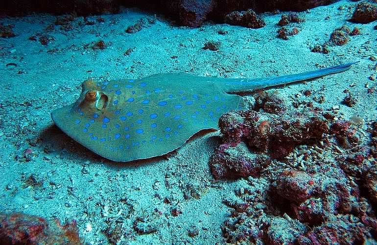 Fun Diving El Quseir - Ganztägige Tauchfahrt mit 2 Tauchgängen