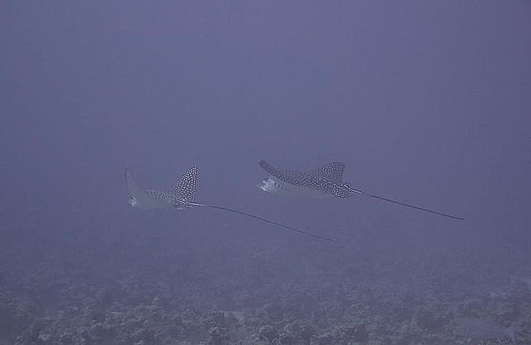 Fun Diving El Quseir - Ganztägige Tauchfahrt mit 2 Tauchgängen